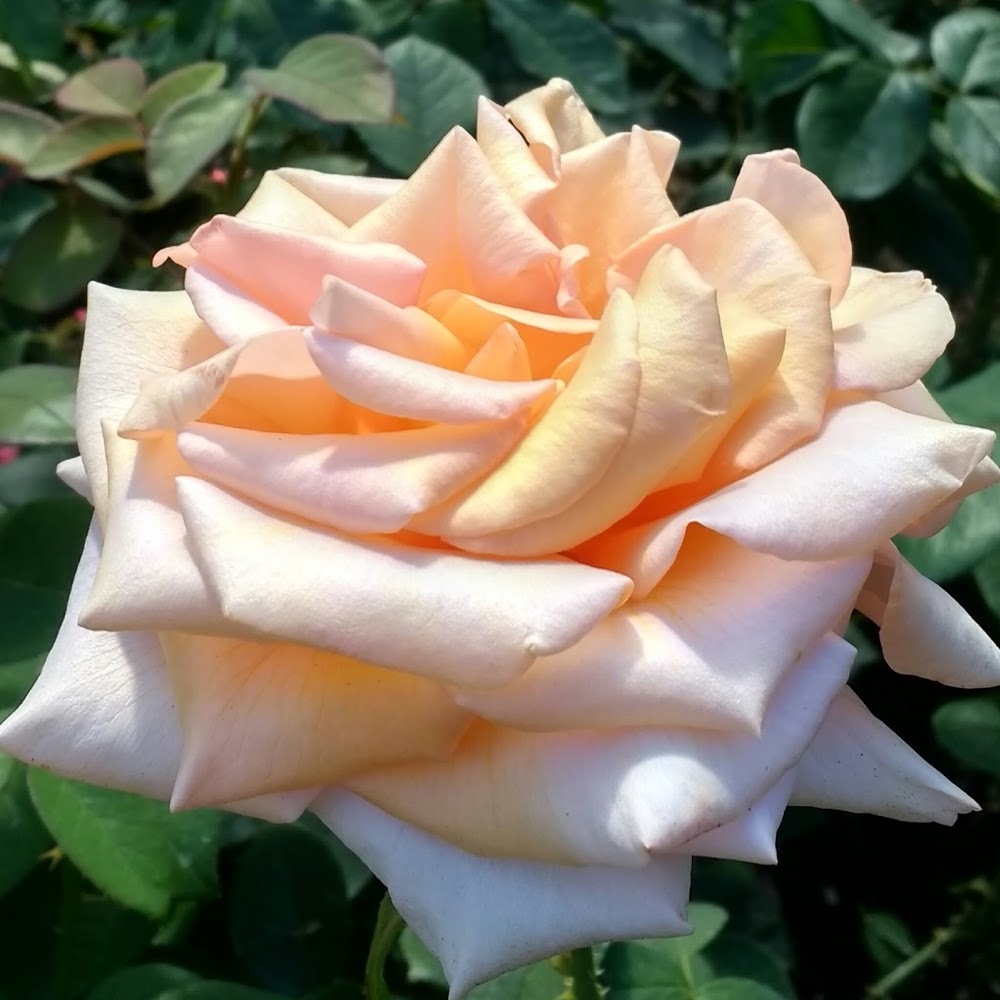 Meet your Posher, Ava